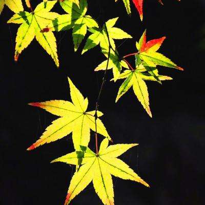 最强阵容手游下载